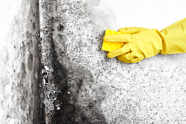 Best Certified Mold Removal  in Homeland, CA