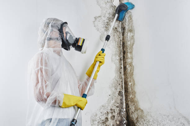 Best Home Mold Removal  in Homeland, CA
