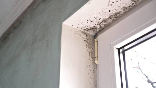 Best Local Mold Removal Service  in Homeland, CA