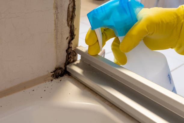 Best Residential Mold Removal  in Homeland, CA