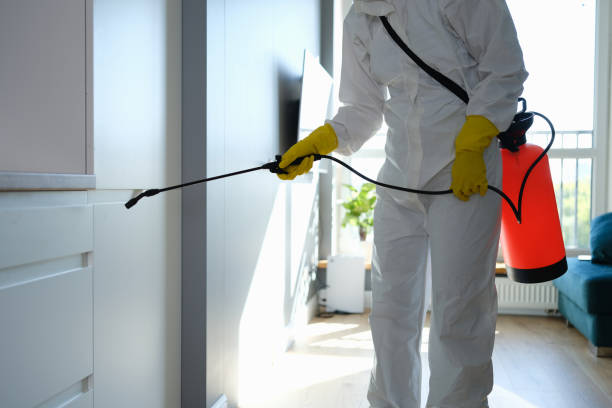 Best Toxic Mold Removal  in Homeland, CA