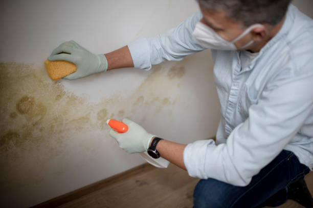 Best Black Mold Removal  in Homeland, CA