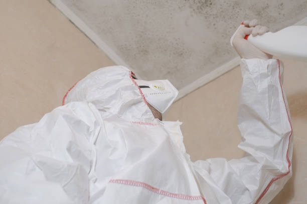 Best Local Mold Removal Service  in Homeland, CA
