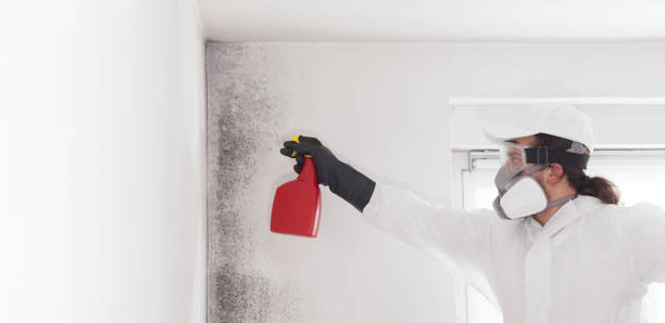 Best Mold Testing and Removal  in Homeland, CA