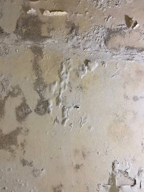 Best Toxic Mold Removal  in Homeland, CA