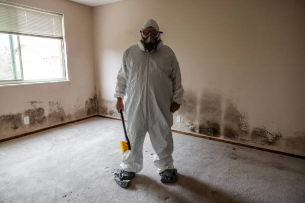 Best Commercial Mold Removal  in Homeland, CA