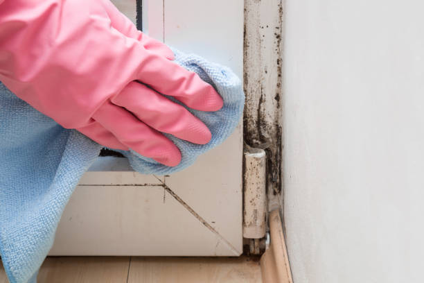 Best Certified Mold Removal  in Homeland, CA