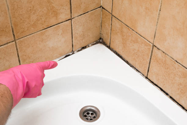 Best Mold Testing and Removal  in Homeland, CA