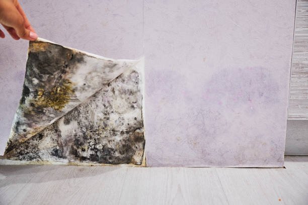 Best Professional Mold Removal  in Homeland, CA